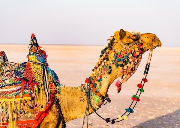 decorated camel for safari vacation tour India-packages-singhstravelsolutions