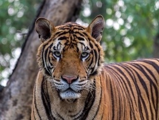  <img src="topinfo_bg.png"Royal Bengal Tiger at Ranthambore National Park">